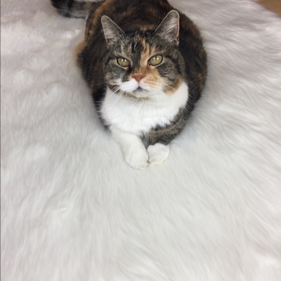 Big Mama Kitty!! 🐾🐾🐱😻🐾🐾Rescue Kitty !! - Picture 7 of 12